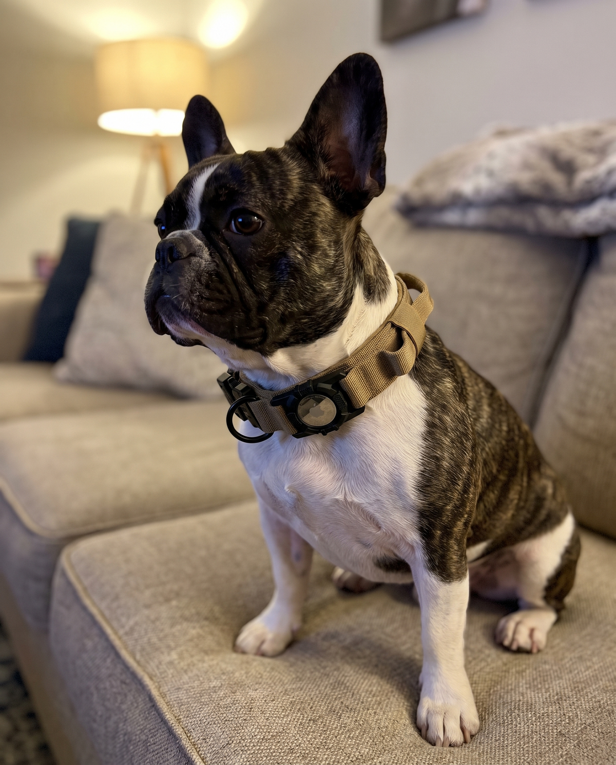 SafetyTags AirTag Dog Collar